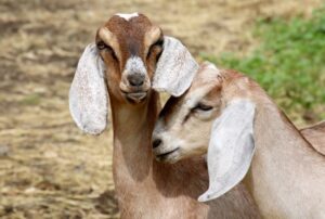 "Goats - Two or Too Cute!" - Peggy deWitt