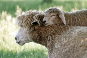 "I Love My Mom: Eve and Lamb" - Peggy deWitt