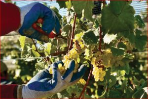 "Balancing Act: growing grapes & making wine in PEC" ~ by Ulrike Bender - Image 3