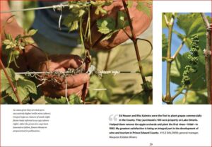 "Balancing Act: growing grapes & making wine in PEC" ~ by Ulrike Bender - Image 4