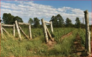 "Balancing Act: growing grapes & making wine in PEC" ~ by Ulrike Bender - Image 5