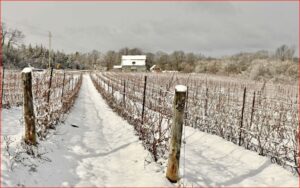 "Balancing Act: growing grapes & making wine in PEC" ~ by Ulrike Bender - Image 6