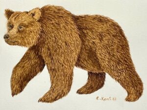 "Bear" - E. Kent Studio (Coffee-pigment water colour original)