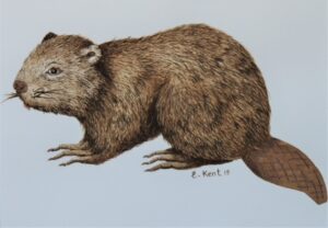 "Beaver" - E. Kent Studio (Coffee pigment - water colour original)