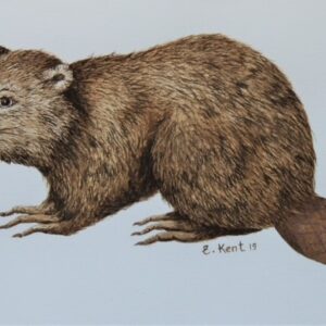 "Beaver" - E. Kent Studio (Coffee pigment - water colour original)