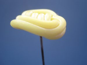 Alternative view of 2 Celluloid - Bakelite Antique Hat Pins