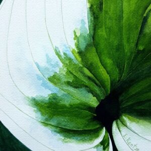 "Hosta" - E. Kent Studio (print)