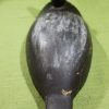 Black Duck Decoy #10 -Signed by Norm H MacDonald - Prince Edward County - Image 3