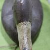 Black Duck Decoy #7 - Prince Edward County - Image 4